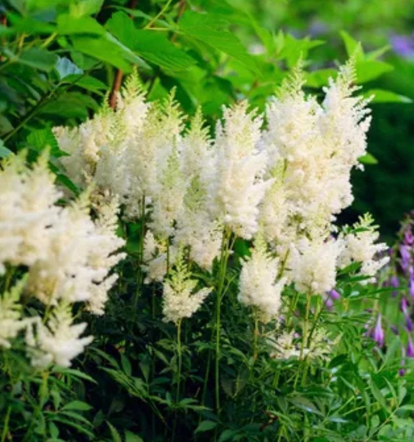 Astilbe, Tuin en Terras, Vaste plant, Halfschaduw, Zomer, Ophalen