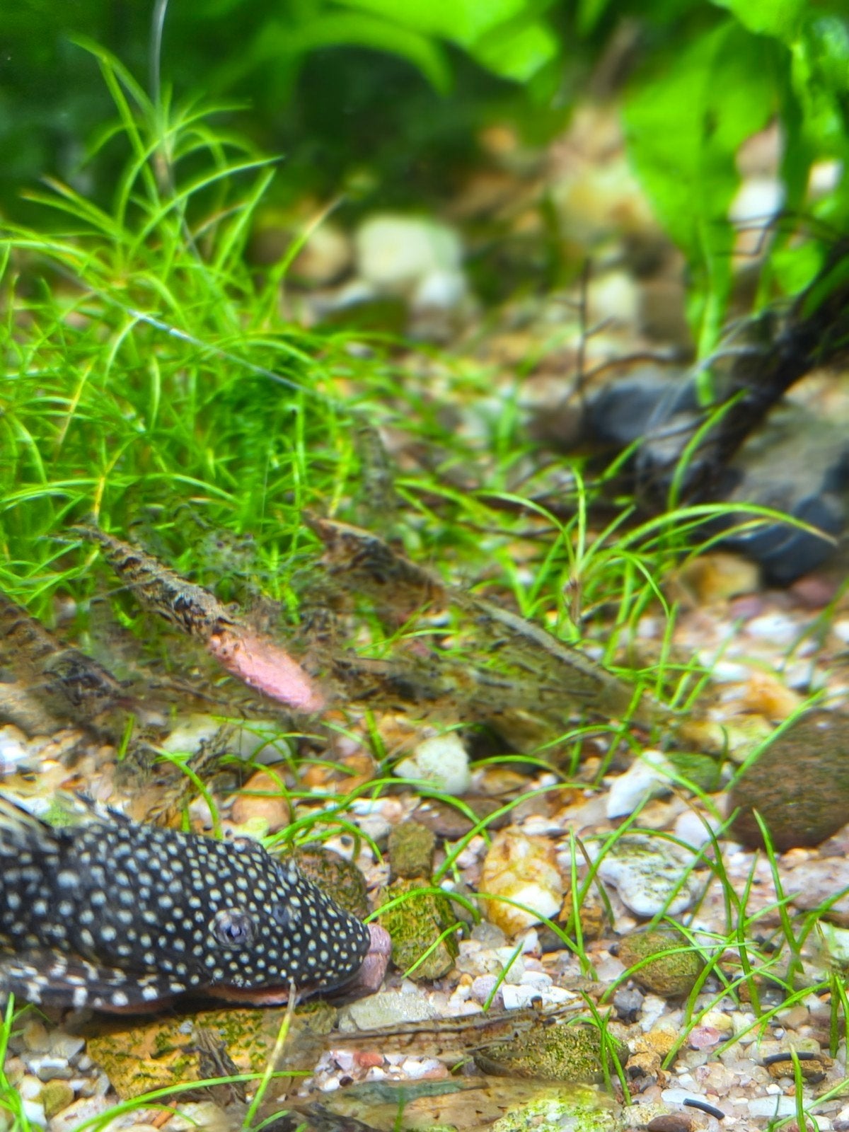 Wildkleur Neocaridina garnalen, Dieren en Toebehoren