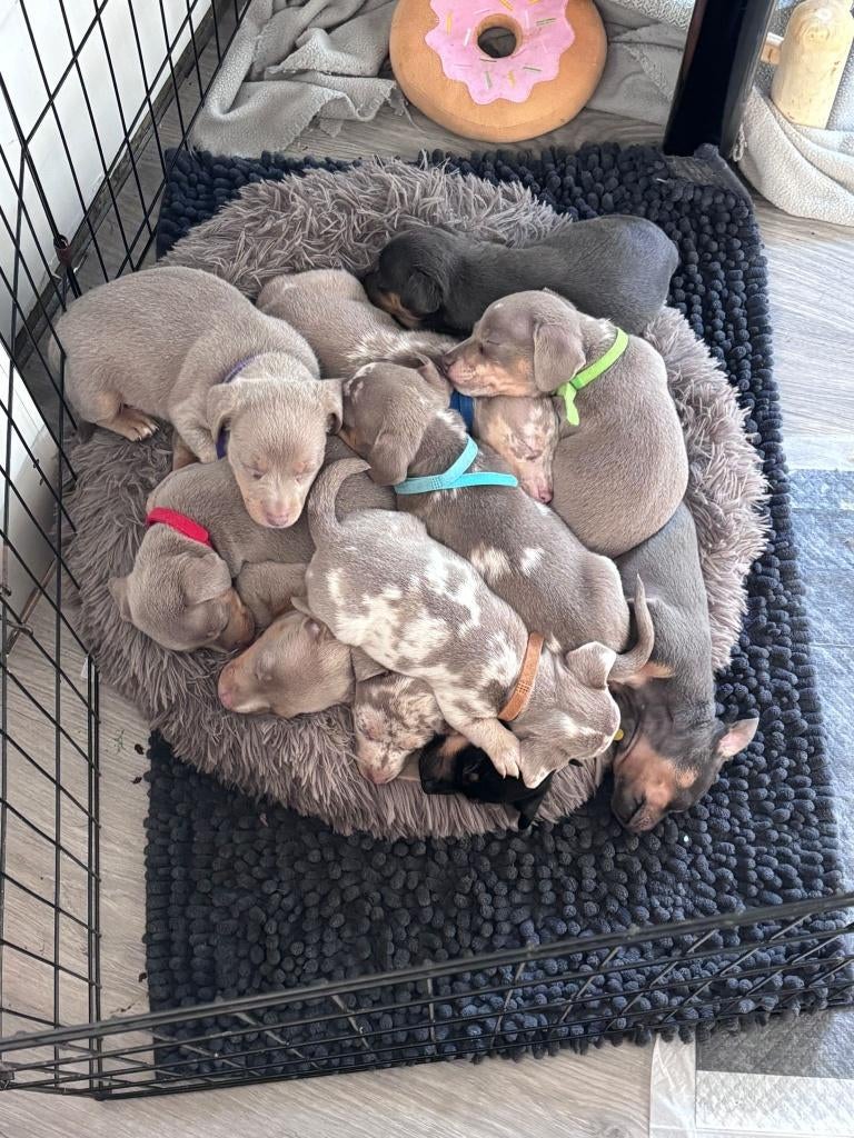 Jack Russel pups, 4de generatie, Dieren en Toebehoren, België, Particulier, Jack Russell Terriër, 8 tot 15 weken