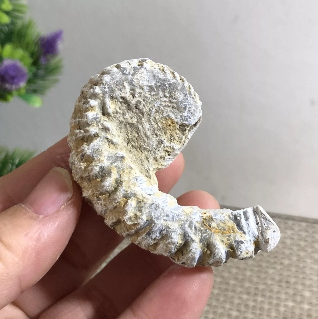 Een ritssluiting oester fossiel uit Madagaskar (Q) Zelden aa, Verzamelen, Mineralen en Fossielen, Verzenden, Fossiel