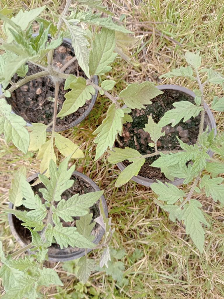 Pieds de tomates coeur de boeuf à vendre ou échange