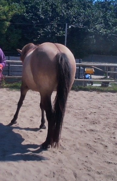 Lieve bijzondere pony, Dieren en Toebehoren, Merrie, Zadelmak, Ontwormd, Recreatiepony