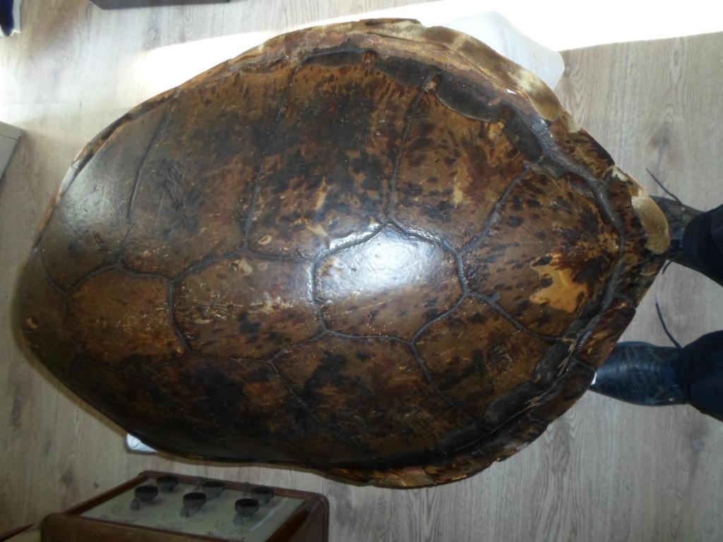 armure de tortue, Enlèvement, Utilisé, Autres, Autres types