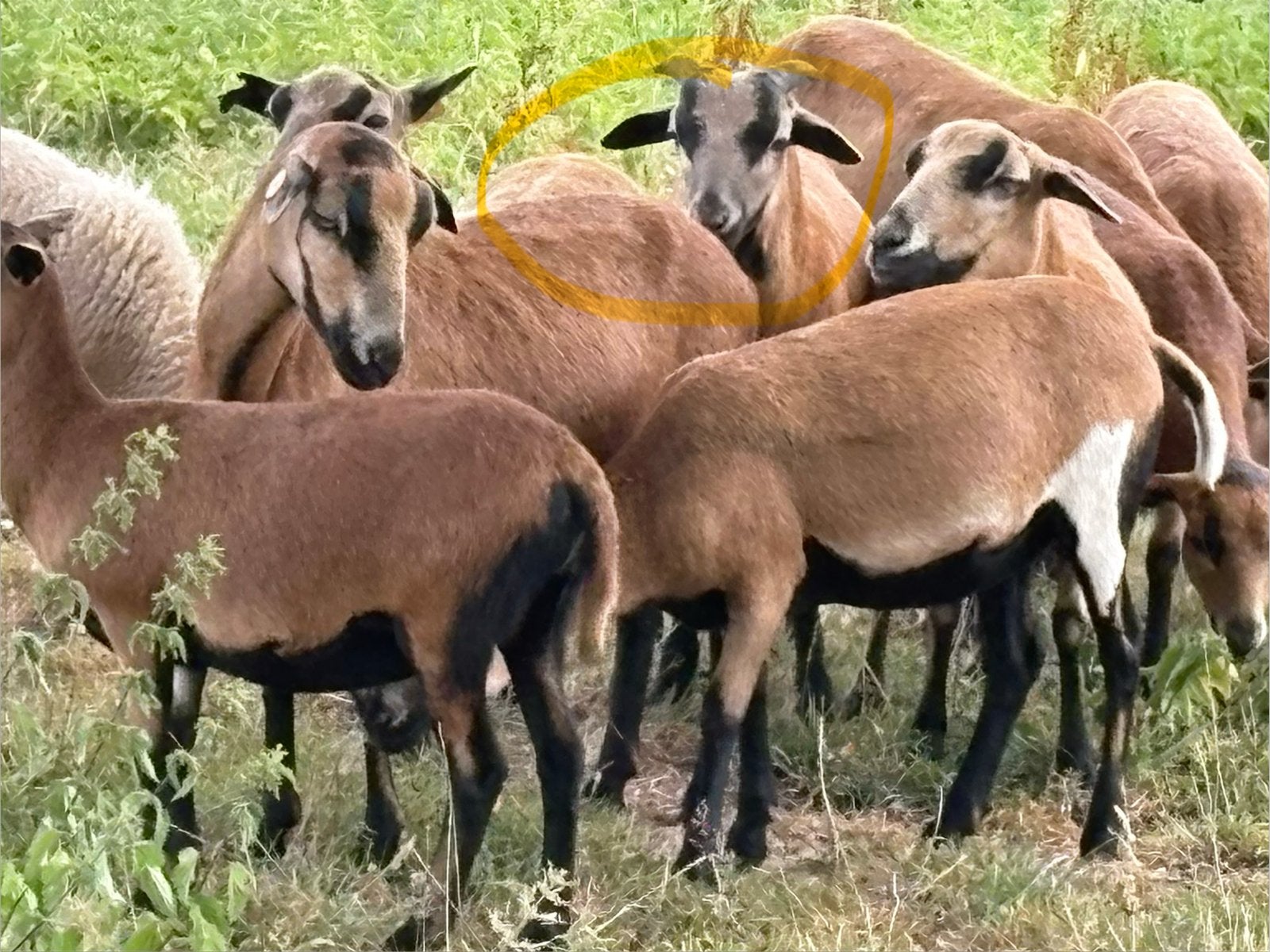 Livre camerounais de 6 mois de race pure, Mâle, Mouton, 0 à 2 ans
