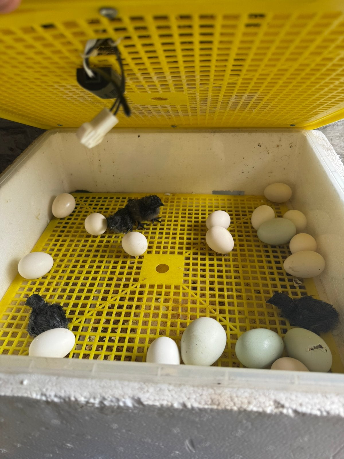 Ayam cemani kuikens geboren op 30juli, Dieren en Toebehoren, Meerdere dieren, Kip