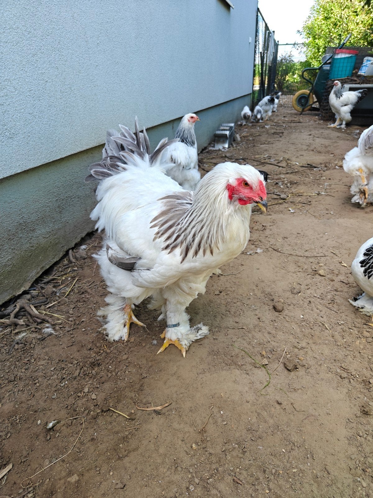 Brahma groothoen haan wit-blauwcolumbia, Dieren en Toebehoren, Mannelijk, Kip
