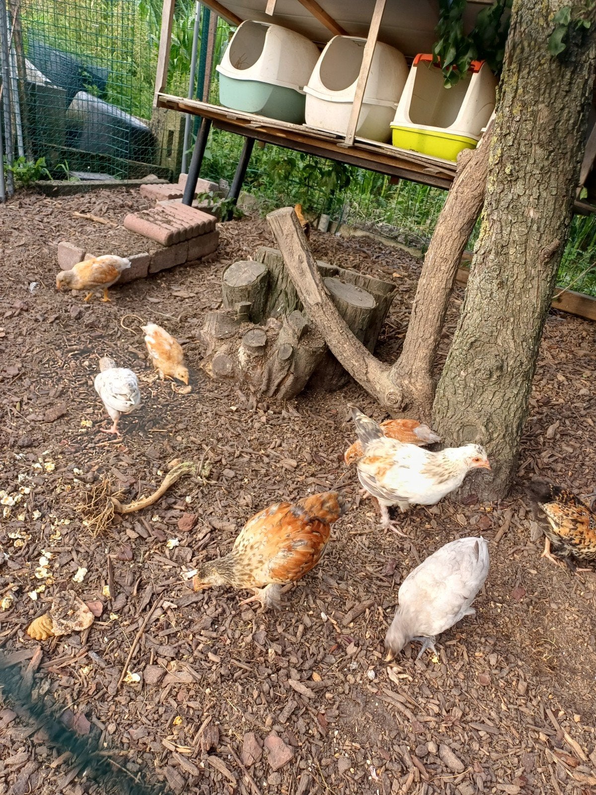 Kuikens, Dieren en Toebehoren