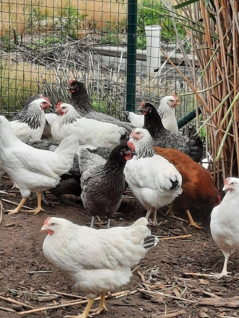 Legkippen, Dieren en Toebehoren, Pluimvee, Meerdere dieren, Kip