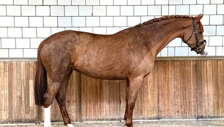 jolie jument hanovrienne de 7 ans, Animaux & Accessoires, Cheval de dressage, B, Avec pedigree, 170 à 175 cm