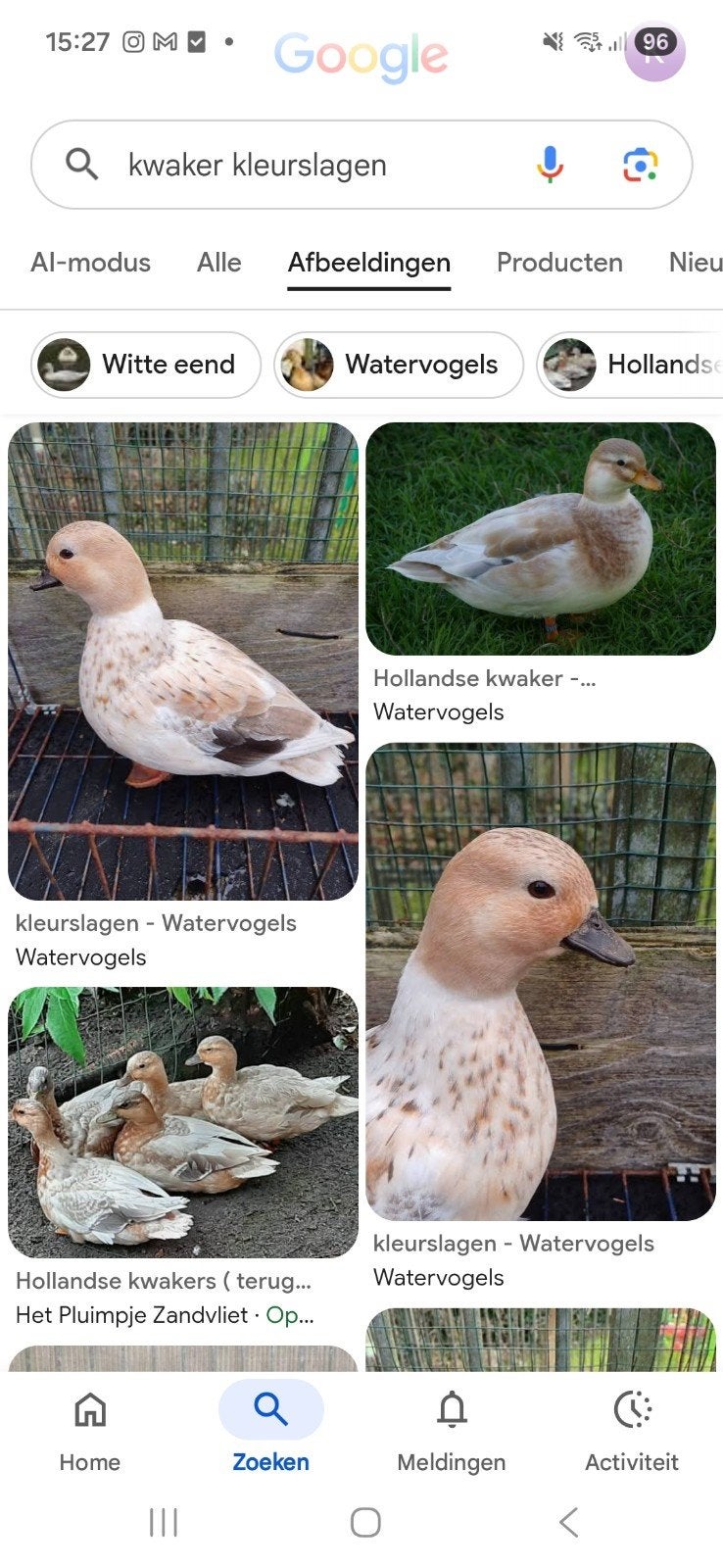 ik zoek korte bekjes kwaker mannen, Animaux & Accessoires, Volatiles, Mâle, Canard