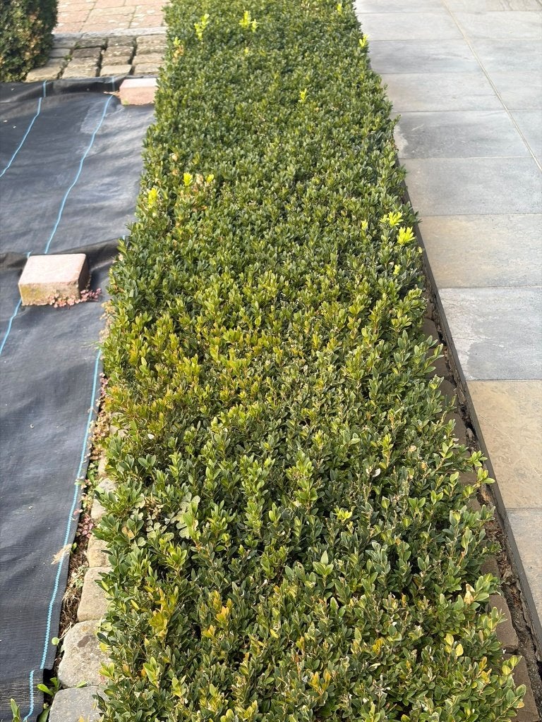 Buxus haag gratis, Tuin en Terras, Ophalen, Buxus, Haag
