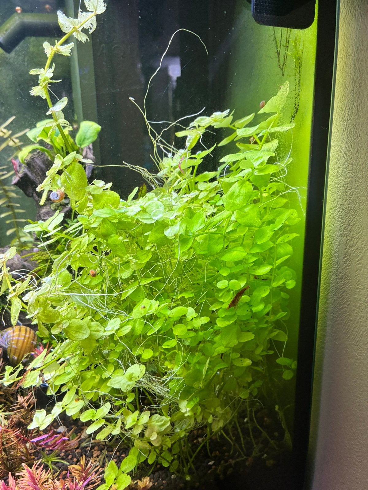 Hemianthus callitrichoides, Dieren en Toebehoren, Ophalen, Nieuw, Plant(en), Steen of Hout