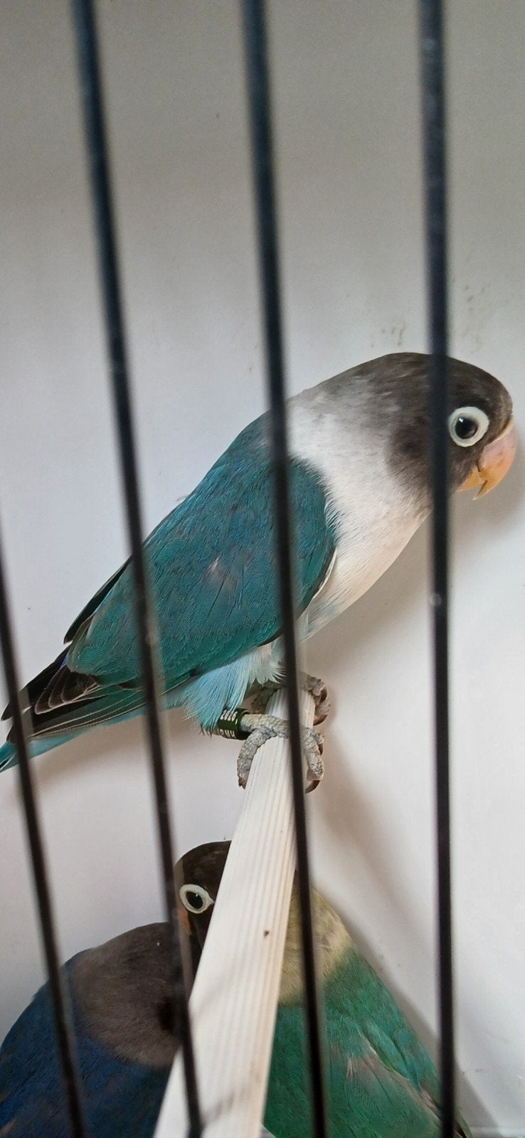 Personata.s nog paar Personat.s, Dieren en Toebehoren, Vogels | Parkieten en Papegaaien
