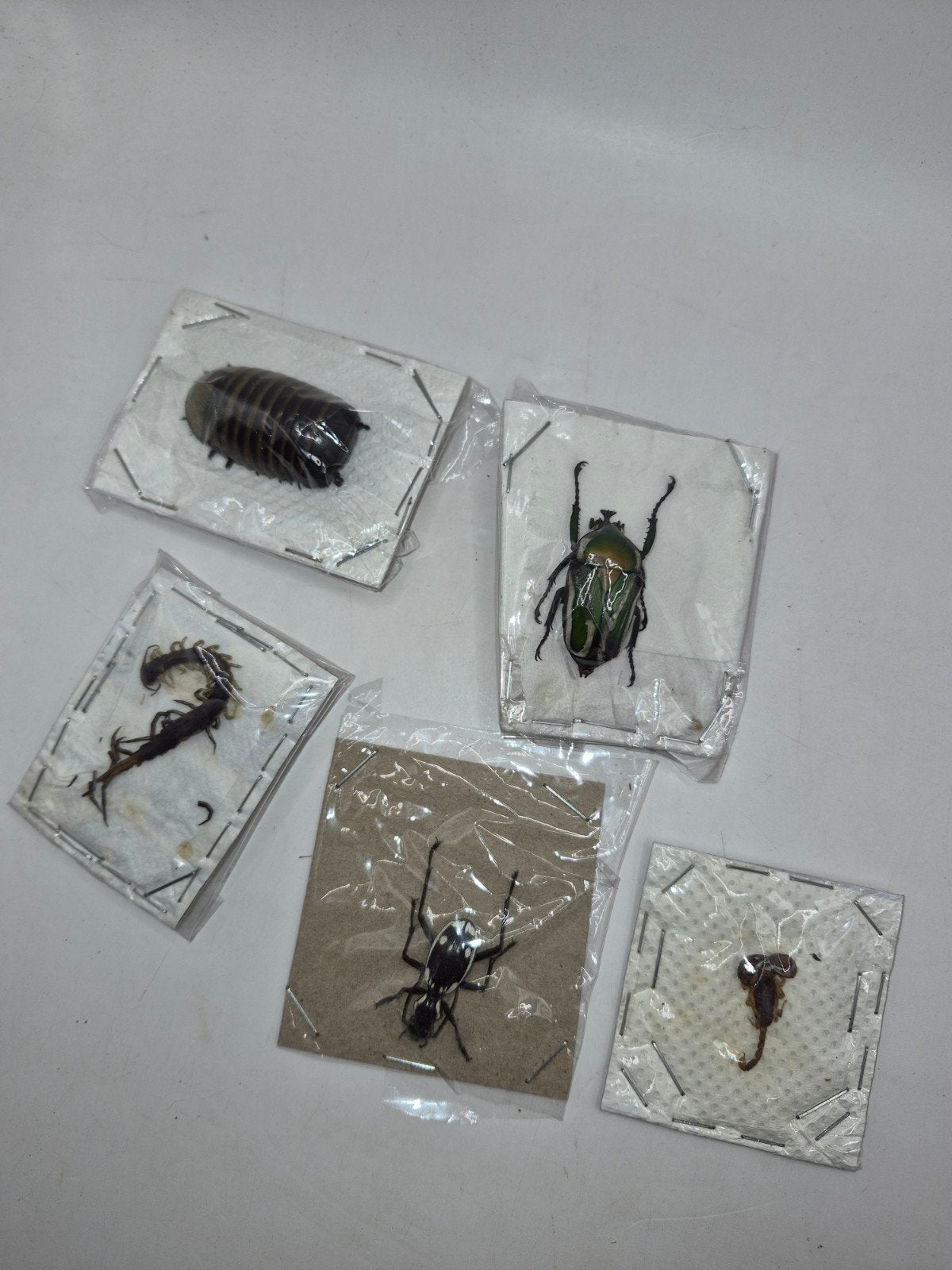 Lot de spécimens d'insectes et arthropodes de collection, Enlèvement ou Envoi