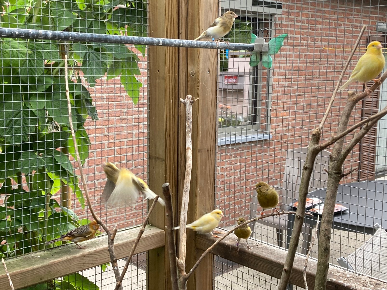 Kanaries, Dieren en Toebehoren