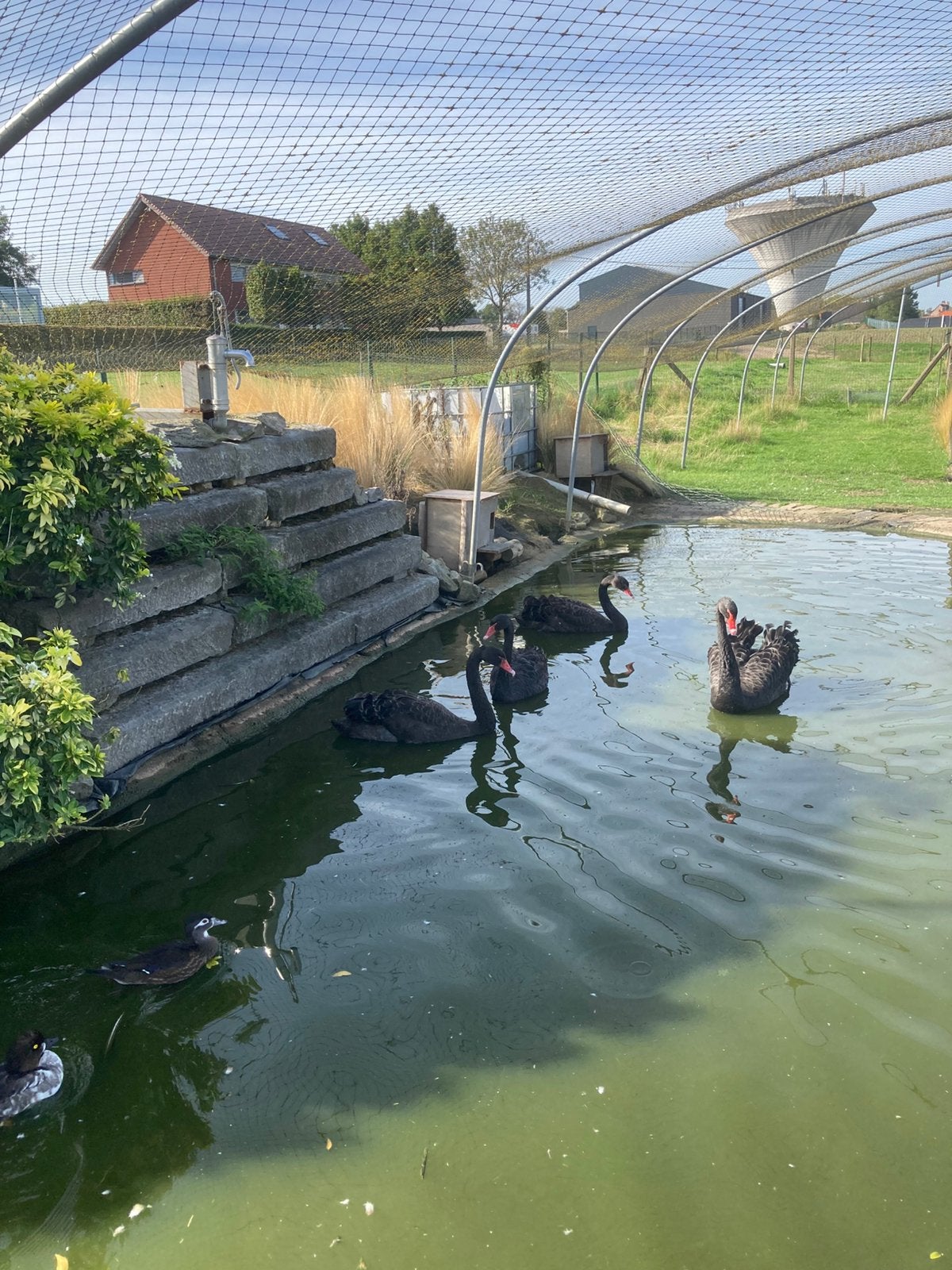 Zwarte zwanen, Dieren en Toebehoren
