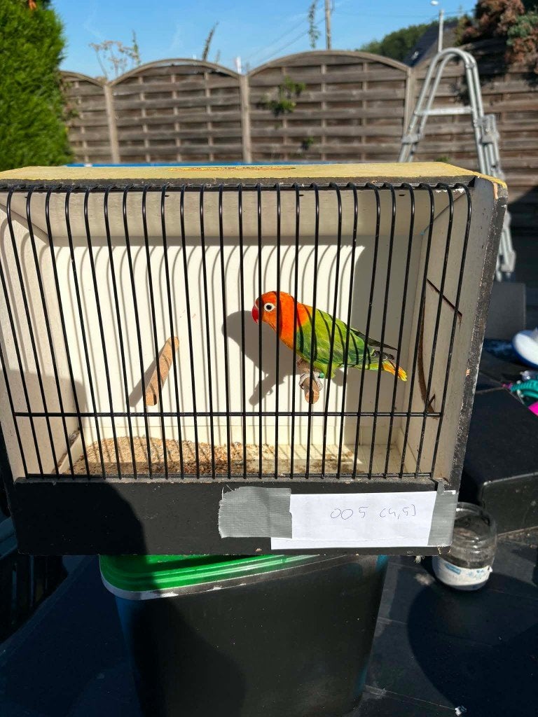 fischeri 2026, Geslacht onbekend, Dwergpapegaai of Agapornis, Geringd