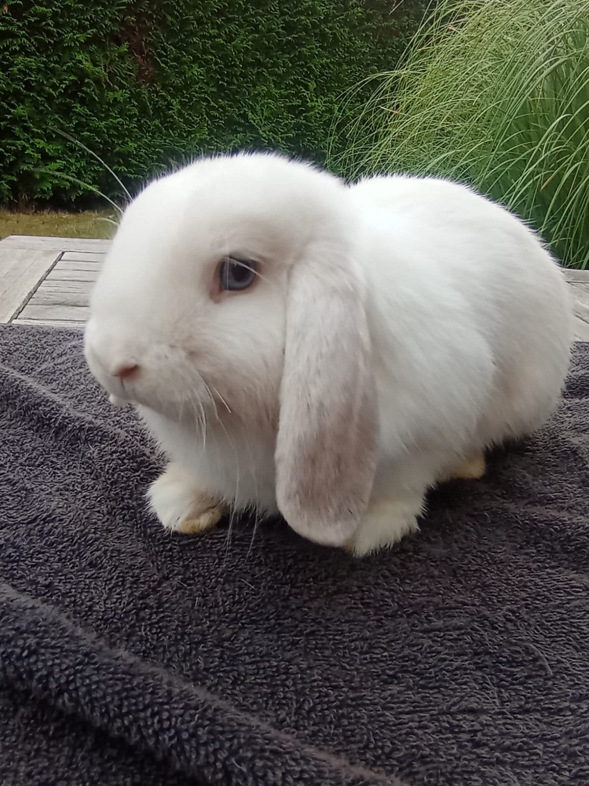 Mini lopje rammetje, Dieren en Toebehoren, Konijnen, Mannelijk, Klein, 0 tot 2 jaar