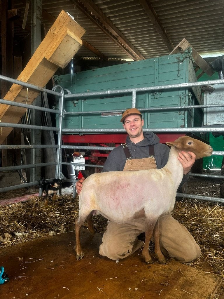 scheren van schapen, Animaux & Accessoires, Moutons, Chèvres & Cochons, Mouton, Plusieurs animaux