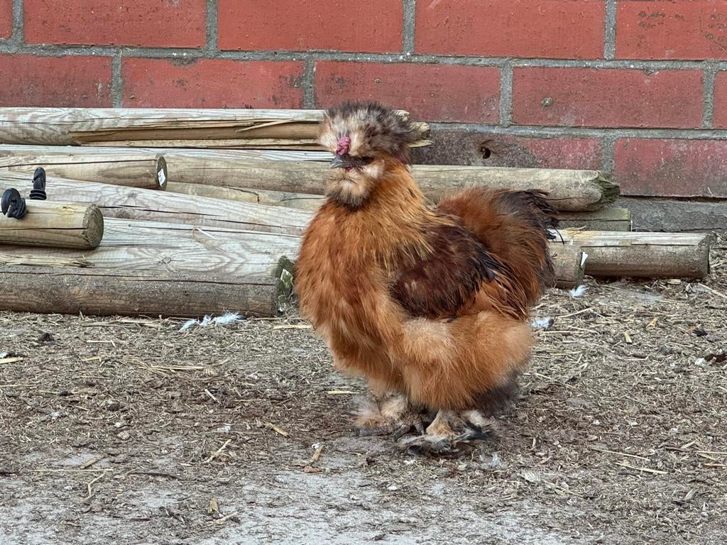 Zijdehoen, Dieren en Toebehoren