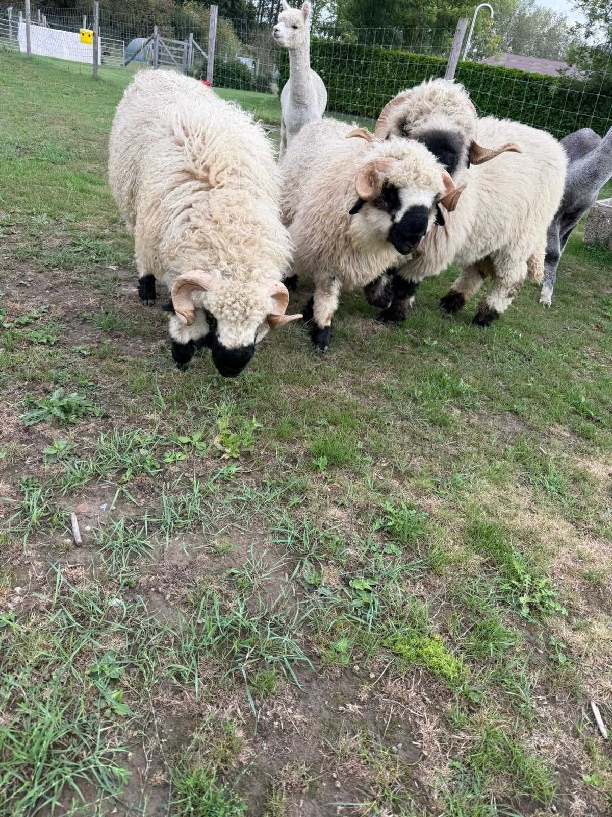 3 jeunes béliers Nez Noir du Valais à vendre, Animaux & Accessoires, Moutons, Chèvres & Cochons, Mâle, Mouton, 0 à 2 ans