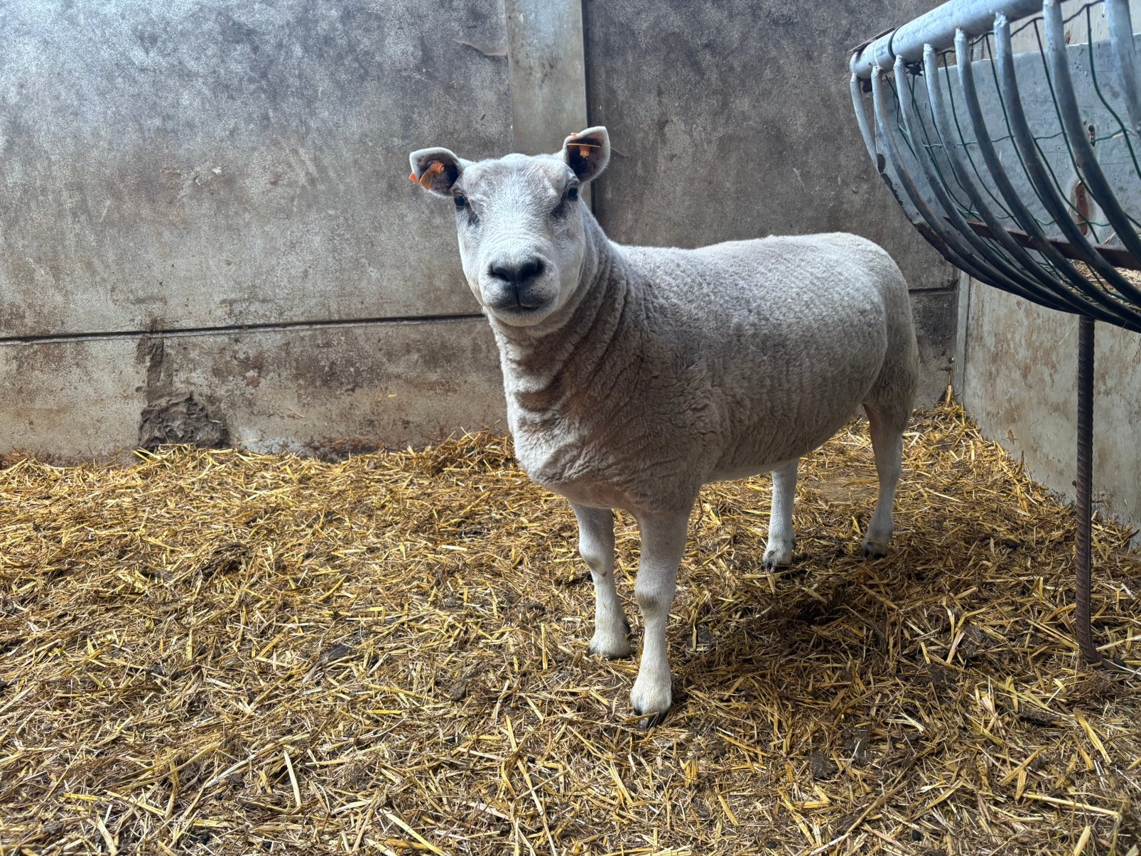 Schaap, Dieren en Toebehoren, Vrouwelijk, Schaap, 0 tot 2 jaar