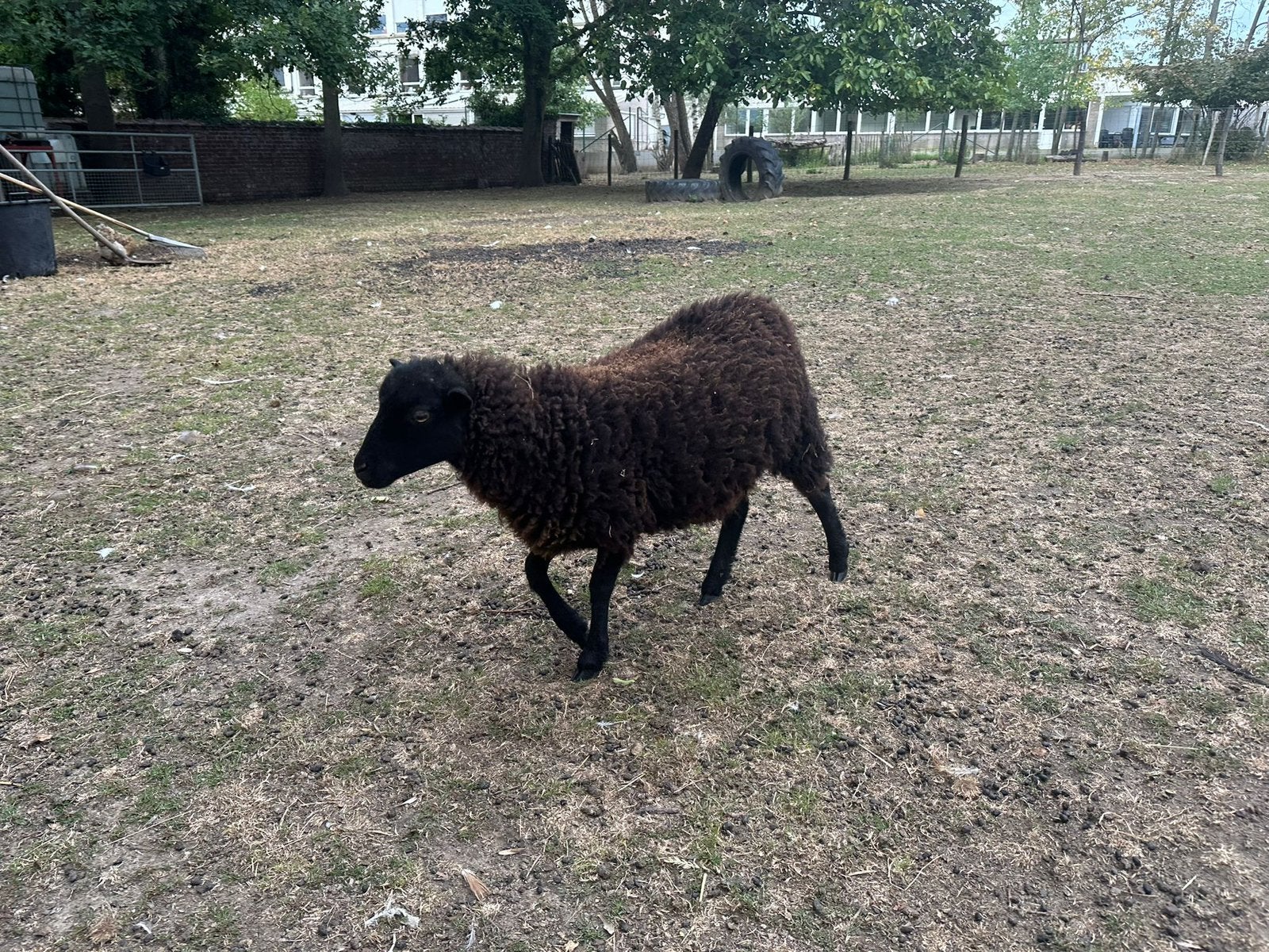 2 jonge ouessant bokjes