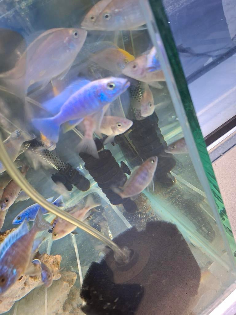 Cichlides malawi sciaenochromis frery ice berg