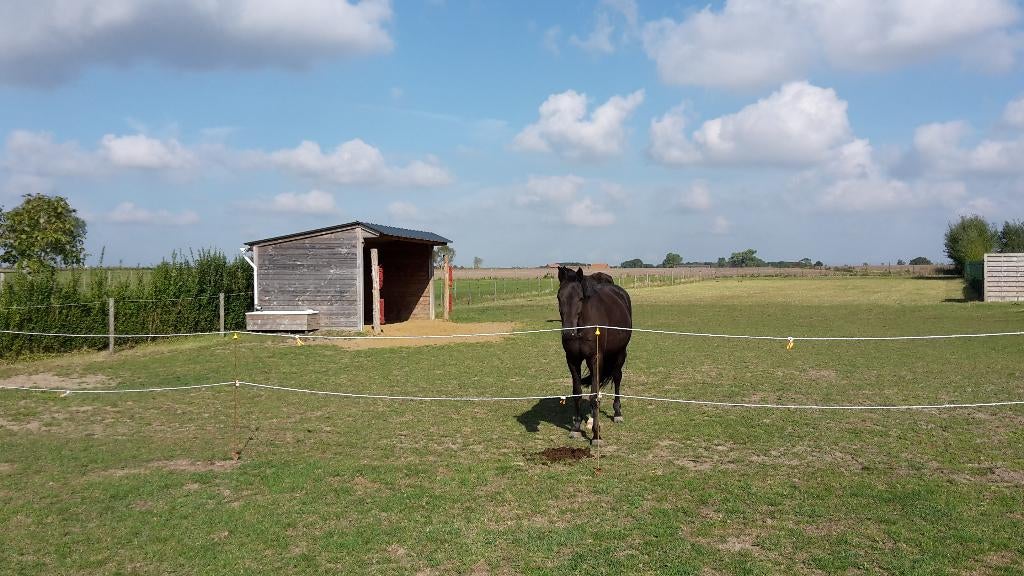 Weidegang zomer 2026, Pâturage, 2 ou 3 chevaux ou poneys