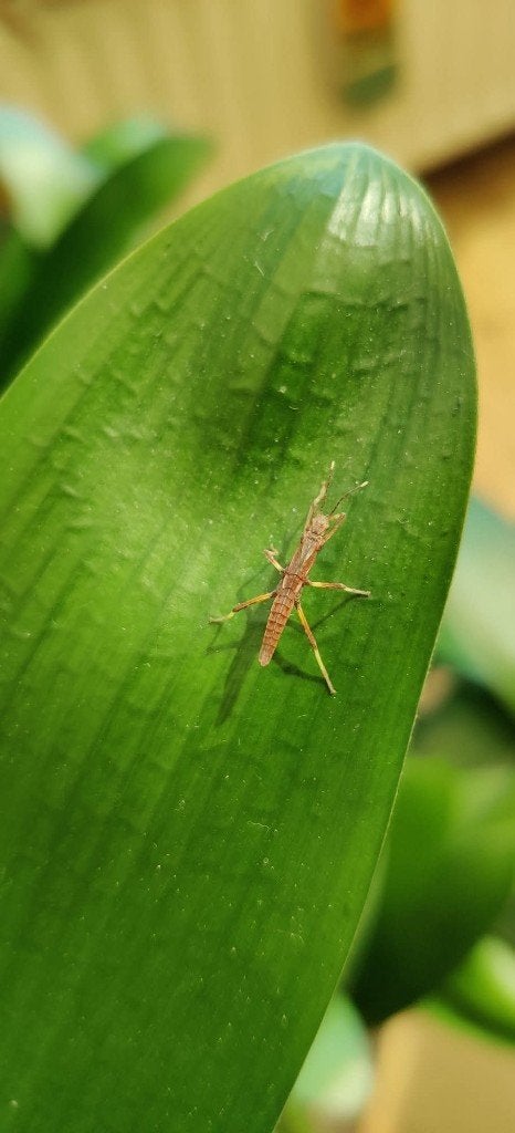 Wandelende takken - Tisamenus deplanatus "Ilocos", Dieren en Toebehoren, Insecten en Spinnen, Wandelende tak