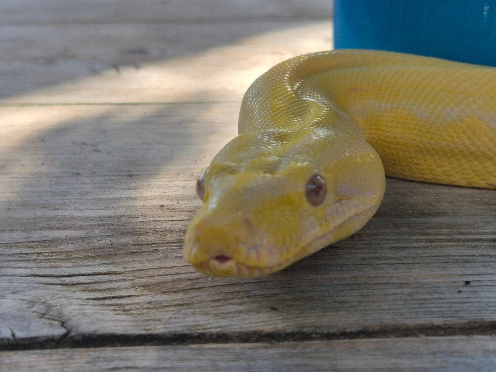 Albino motley boa, Dieren en Toebehoren, Slang