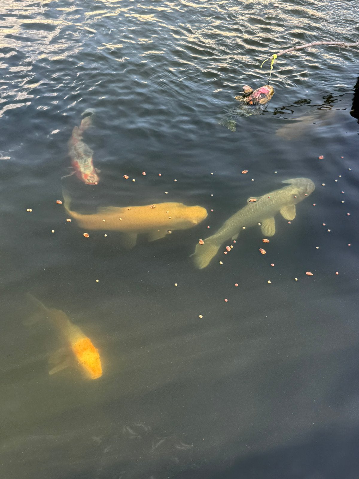 Koi-vissen te koop, Dieren en Toebehoren, Vissen | Vijvervissen, Karper of Koi