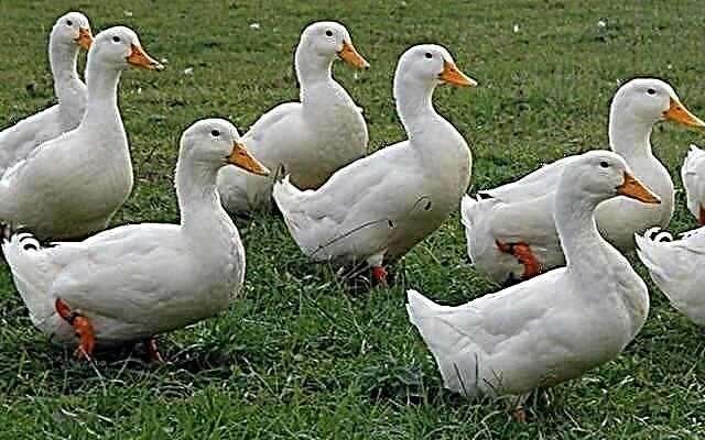 canards 4 kg, Animaux & Accessoires
