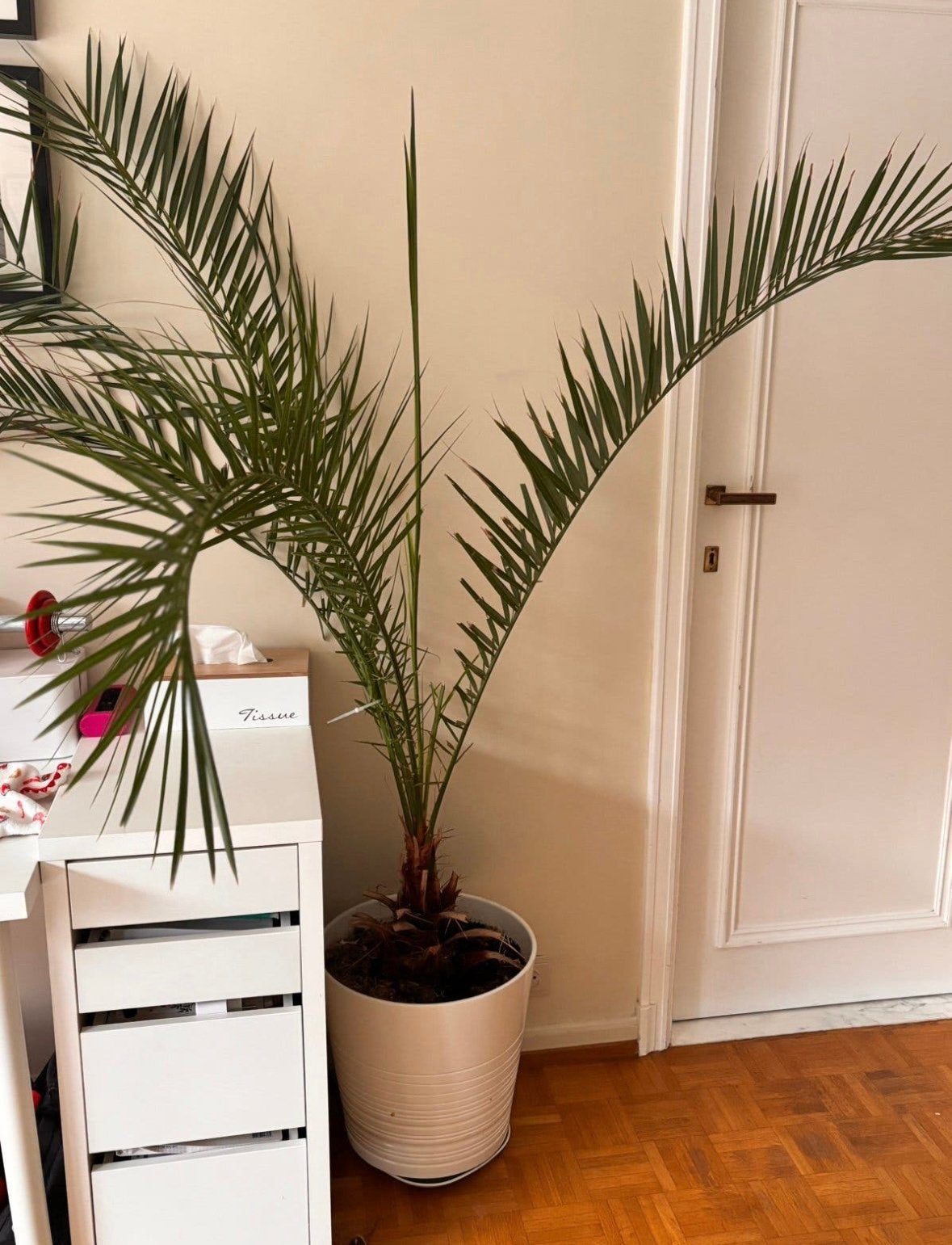 Joli palmier à vendre – sans pot, Enlèvement, Palmier