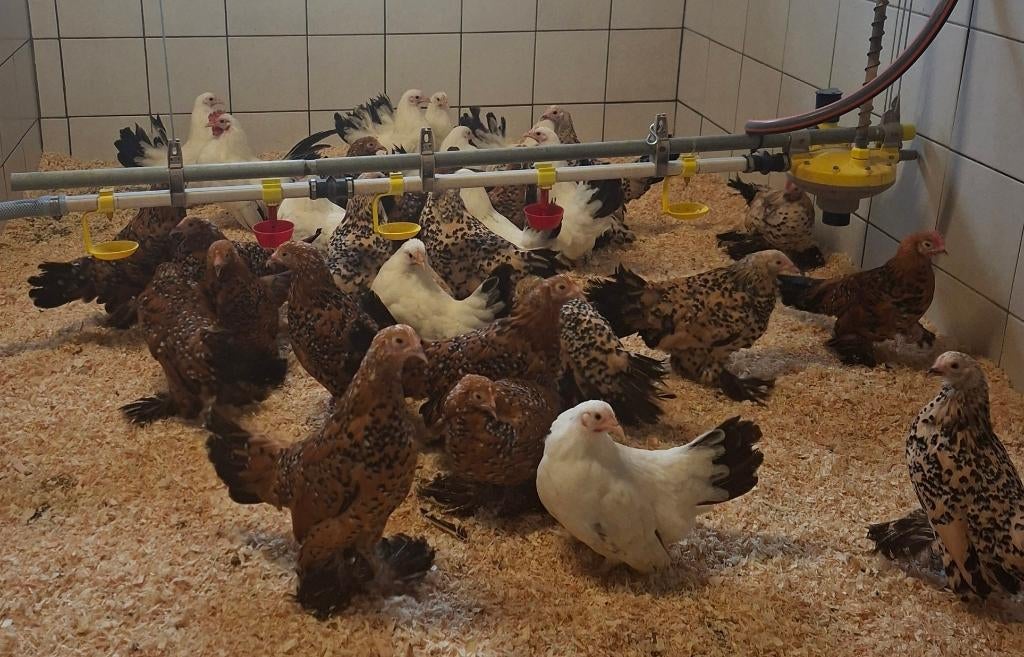 Sabelpoot en Chabo kippen, Dieren en Toebehoren, Pluimvee, Meerdere dieren, Kip