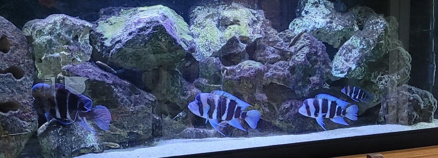 Aquarium met toebehoren en ev vissen, Computers en Software, Overige Computers en Software, Ophalen