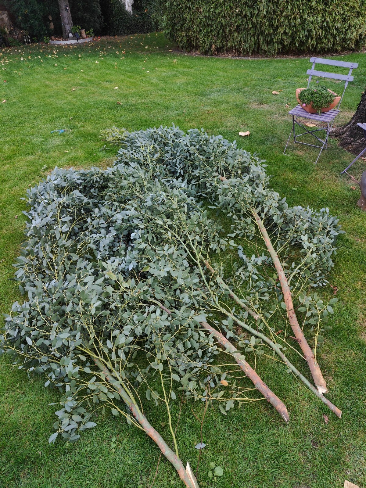 eucalyptus takken, Tuin en Terras, Ophalen