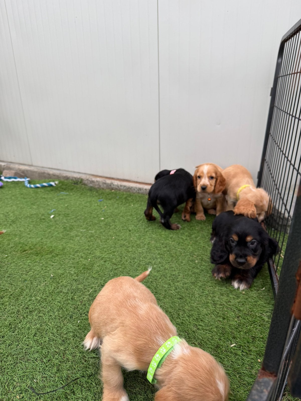 Mooie Engelse cockerspaniel, Animaux & Accessoires, Chiens | Retrievers, Épagneuls & Chiens d'eau, Maladie de Carré (chiens), Plusieurs
