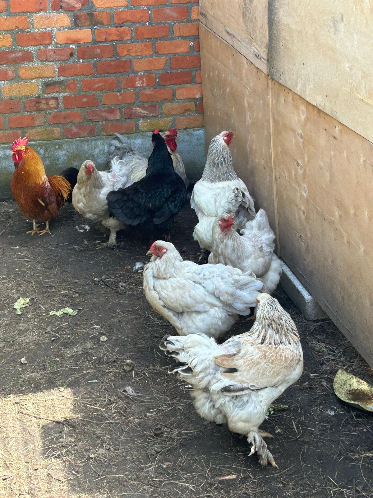 Verschillende soorten ras kippen, Plusieurs animaux, Poule ou poulet