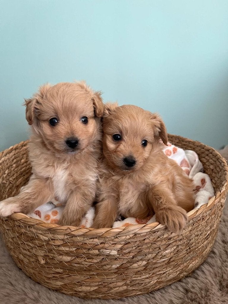 Fluffy pomapoo pups ( dwergkees x toy poedel ), Dieren en Toebehoren, Poedel, België, CDV (hondenziekte), 8 tot 15 weken