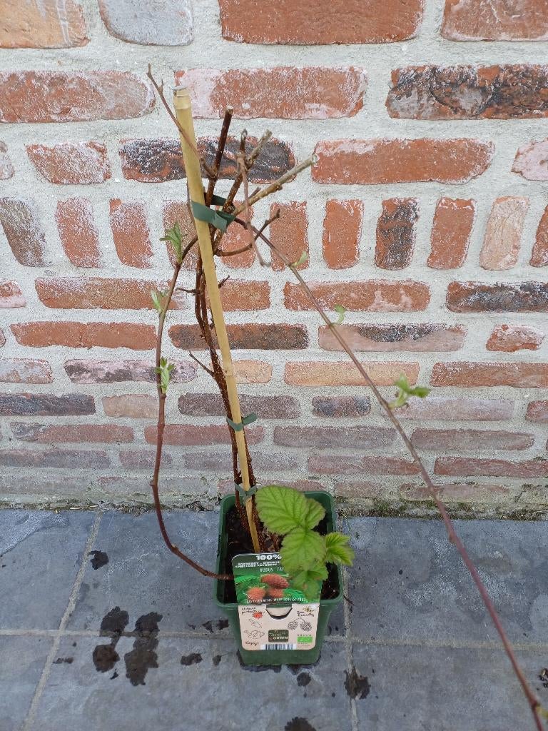 Rubus Tayberry, Ophalen, Struik