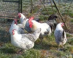 Poule Bresse Gauloise Grisse! Extreem zeldzaam!, Dieren en Toebehoren, Pluimvee