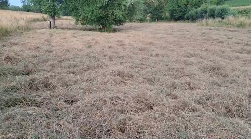 Hooi te koop, Dieren en Toebehoren, Paarden