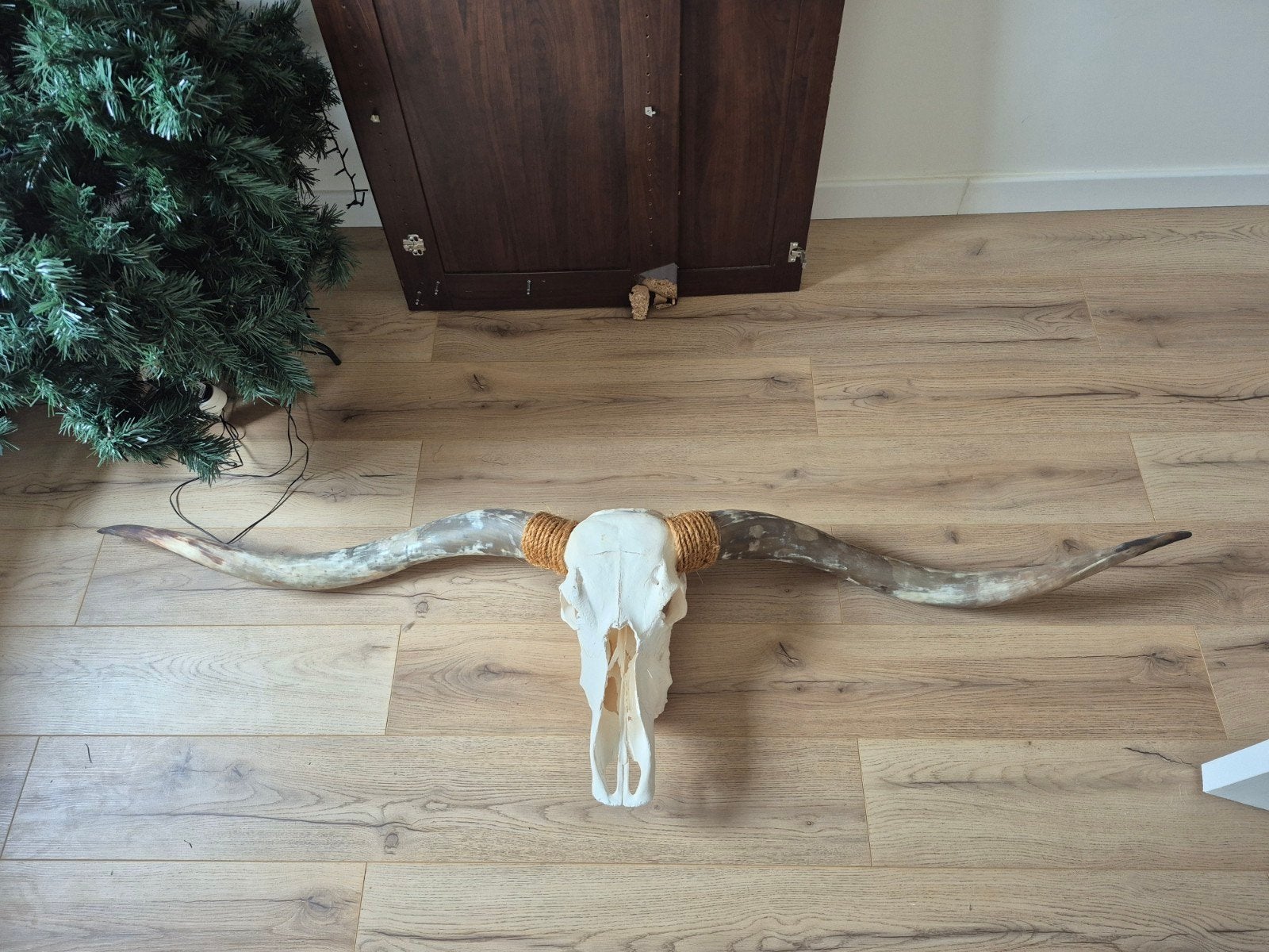 genummerde amerikaanse longhorn shedel met hoorns, Enlèvement