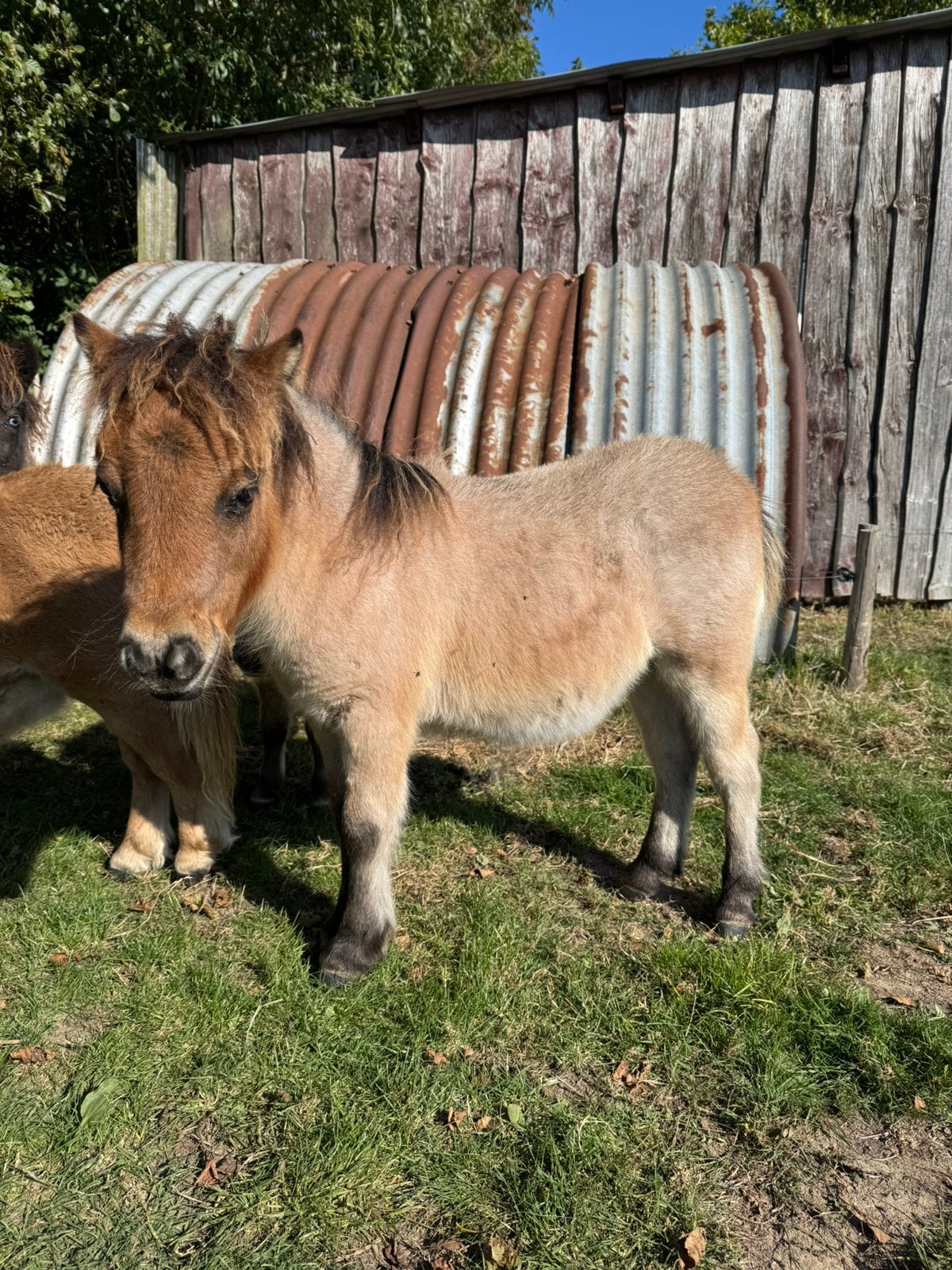 Hengsteveulens Shetlanders, Animaux & Accessoires, Avec pedigree, Poney de récréation, Poney A (jusqu'à 1.17 m), 0 à 2 ans