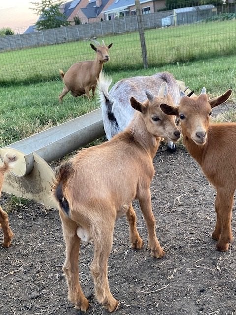 Dwerggeit bokje, Dieren en Toebehoren, Mannelijk, Geit, 0 tot 2 jaar