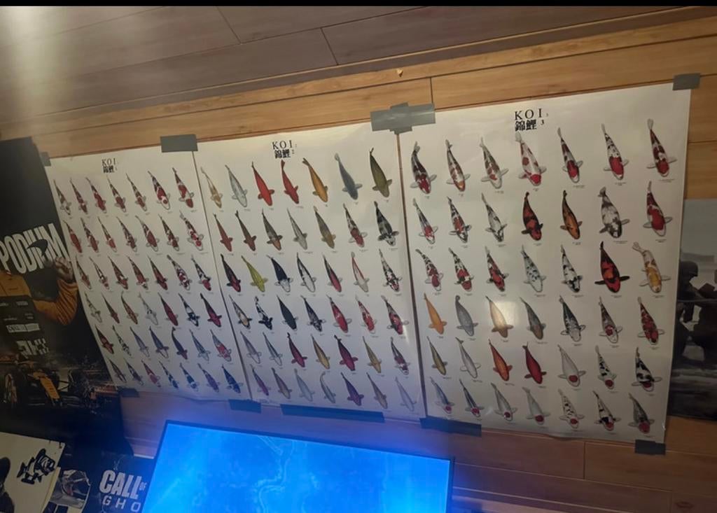 Gelamineerde posters verschillende soorten koi, Tuin en Terras, Ophalen of Verzenden, Zo goed als nieuw