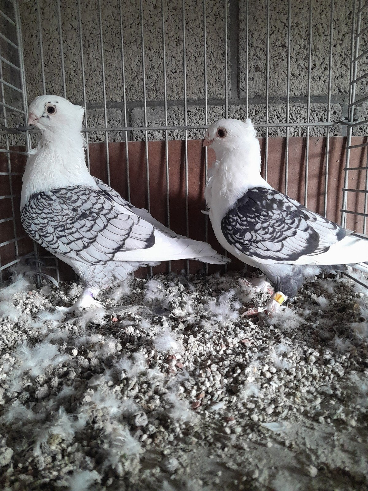 Oud-Oosterse Meeuwen., Dieren en Toebehoren, Vogels | Duiven