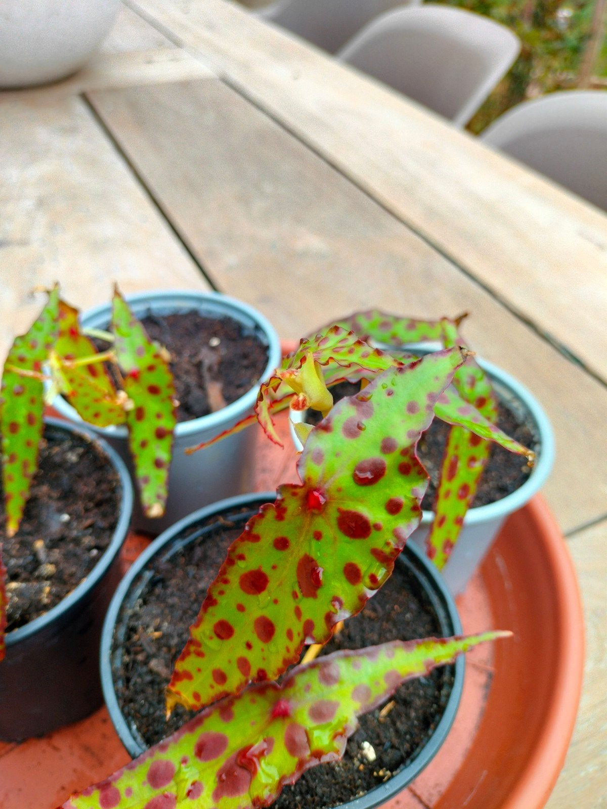 Begonia amphioxus, Enlèvement, Branche, Plante, Roche ou Pierre