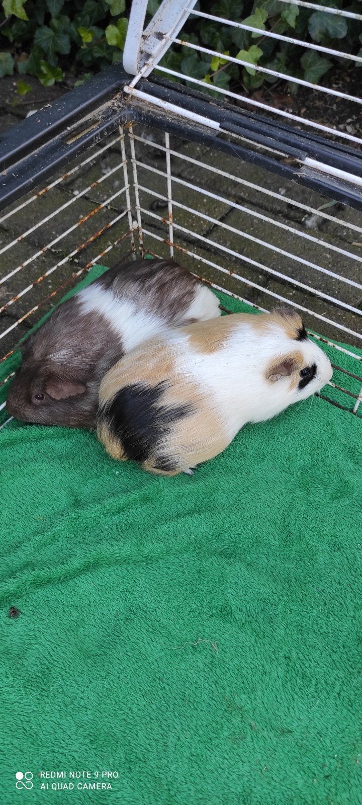 Zwangere zeugjes!, Dieren en Toebehoren, Oktober, Vrouwelijk, Cavia